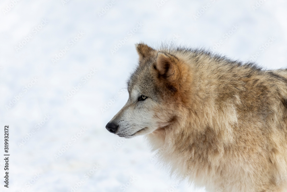  Grey wolf (Canis lupus)  also known in north america as Timber wolf in winter.