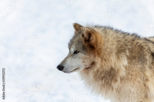  Grey wolf (Canis lupus)  also known in north america as Timber wolf in winter. © karel