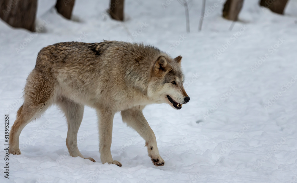  Grey wolf (Canis lupus)  also known in north america as Timber wolf in winter.