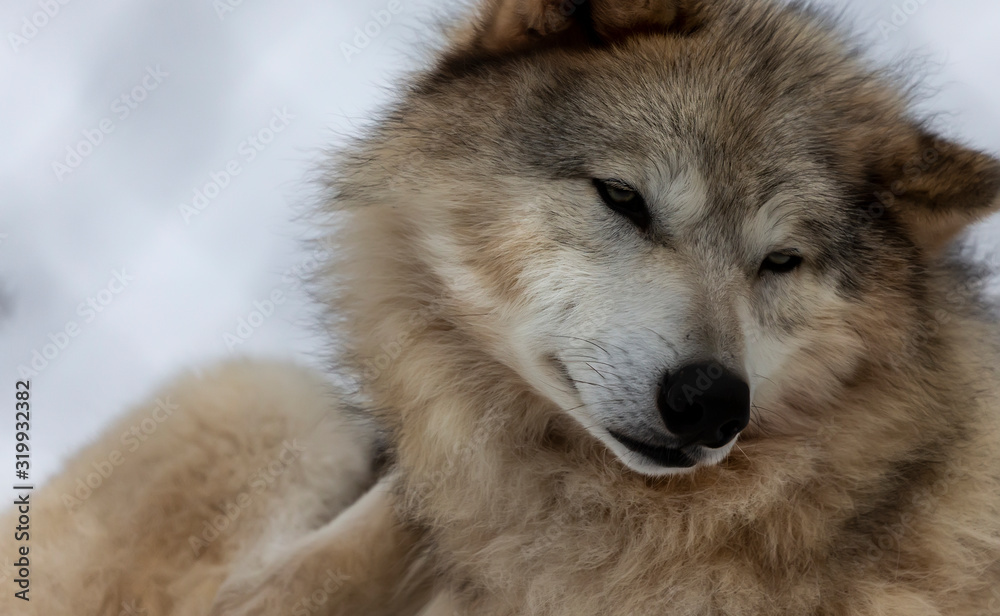 Fototapeta premium Grey wolf (Canis lupus) also known in north america as Timber wolf in winter.