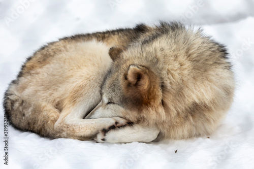 Grey wolf (Canis lupus)  also known in north america as Timber wolf in winter. © karel
