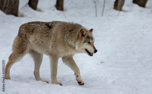  Grey wolf (Canis lupus)  also known in north america as Timber wolf in winter. © Denny