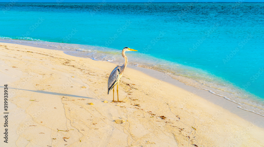 white birds with ocean and sea background in Maldives white birds with ocean and sea background in Maldives