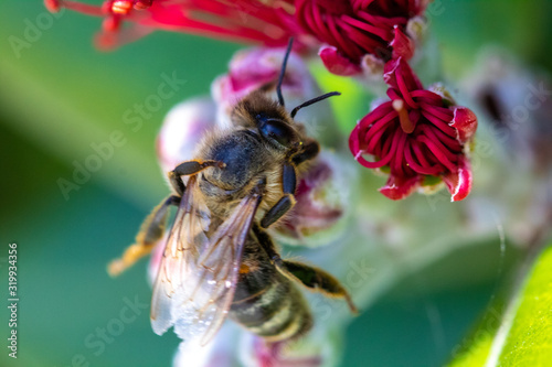 Bee near red flower