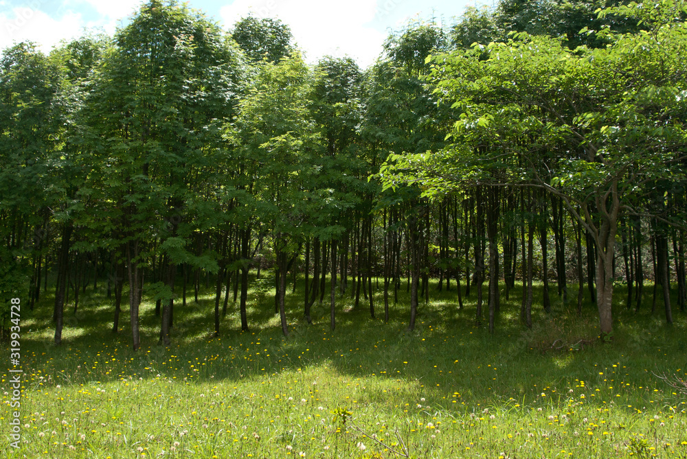 Obraz premium 憩いと散策森の風景
