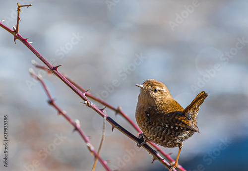 Winter Wren