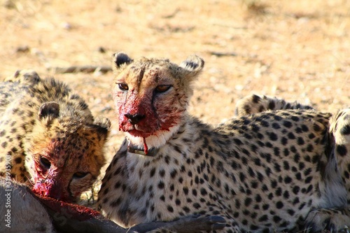 Fényképezés Cheetah Eating Prey On Field At Forest