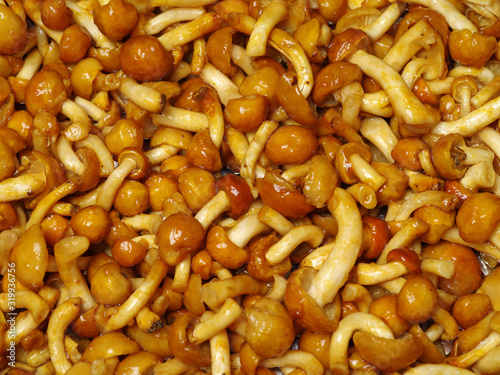 Slippery Jack Mushrooms on white background