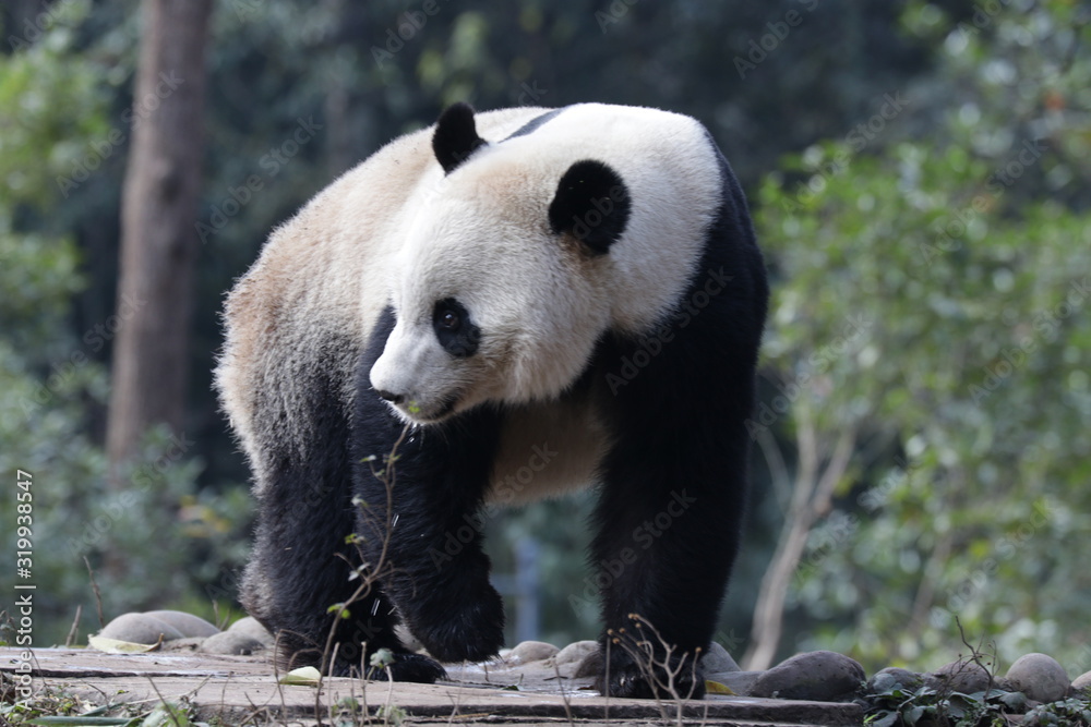 American Born Female Panda, Bei Bei, is Eating Bamboo Leaves American Born Female Panda, Bei Bei, is Eating Bamboo Leaves