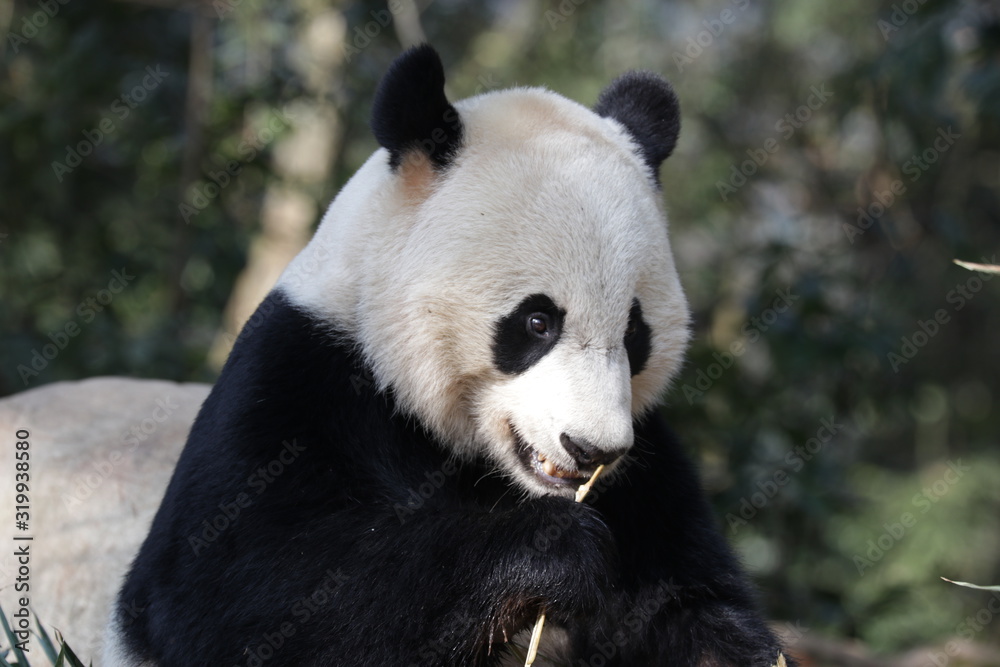 American Born Female Panda, Bei Bei, is Eating Bamboo Leaves American Born Female Panda, Bei Bei, is Eating Bamboo Leaves