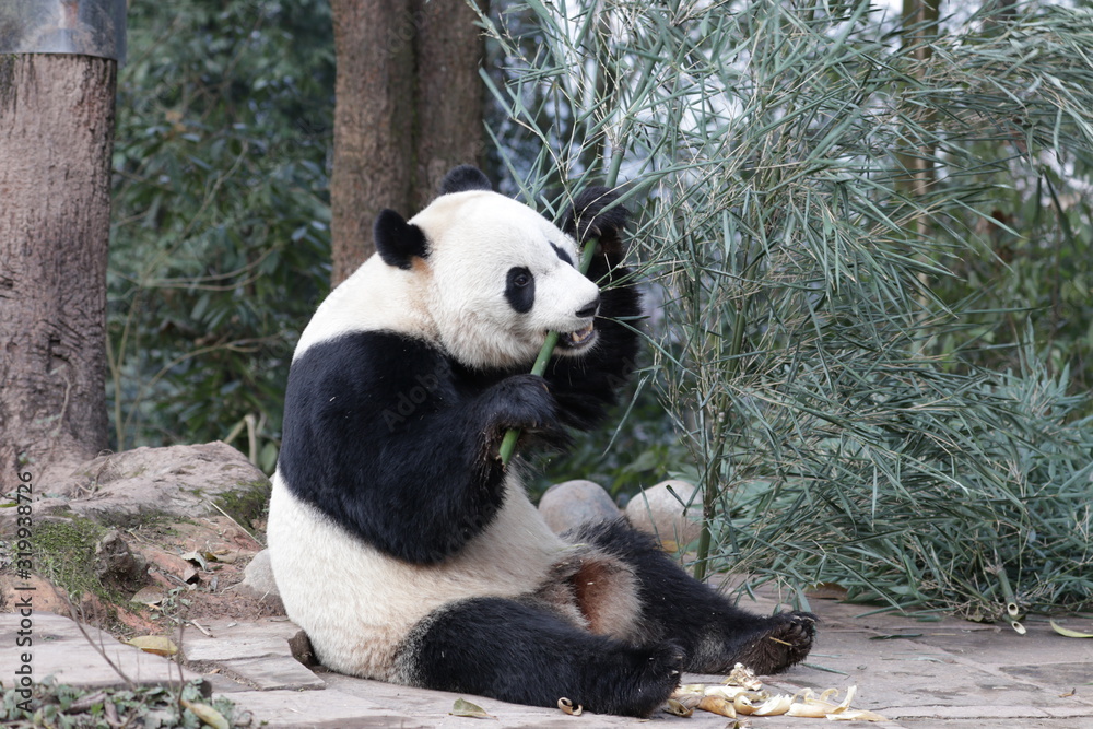 Obraz premium American Born Female Panda, Bei Bei, is Eating Bamboo Leaves