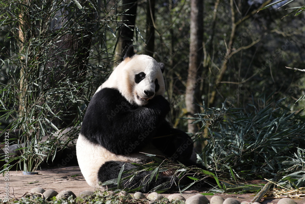 Obraz premium American Born Female Panda, Bei Bei, Bifengxia, China