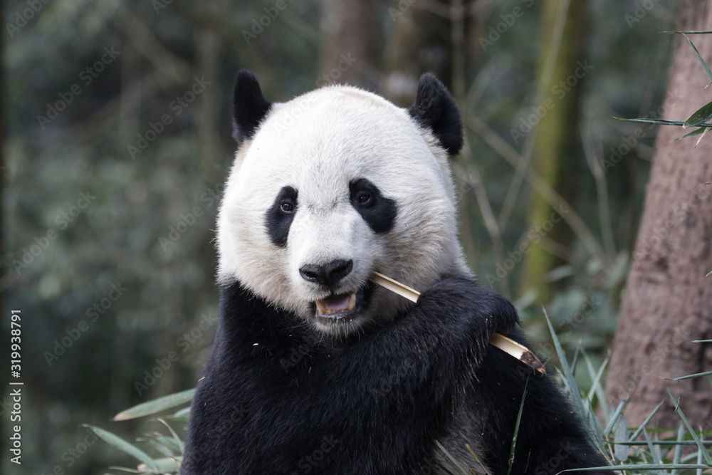 American Born Female Panda, Bei Bei, Bifengxia, China American Born Female Panda, Bei Bei, Bifengxia, China