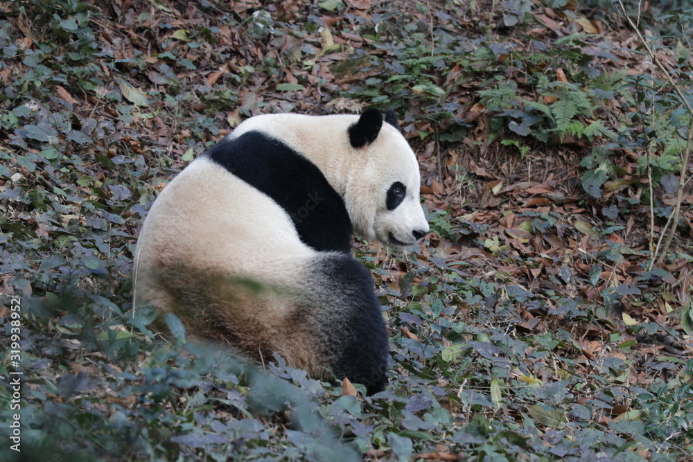 Fototapeta premium American Born Female Panda, Bei Bei, is Eating Bamboo Leaves