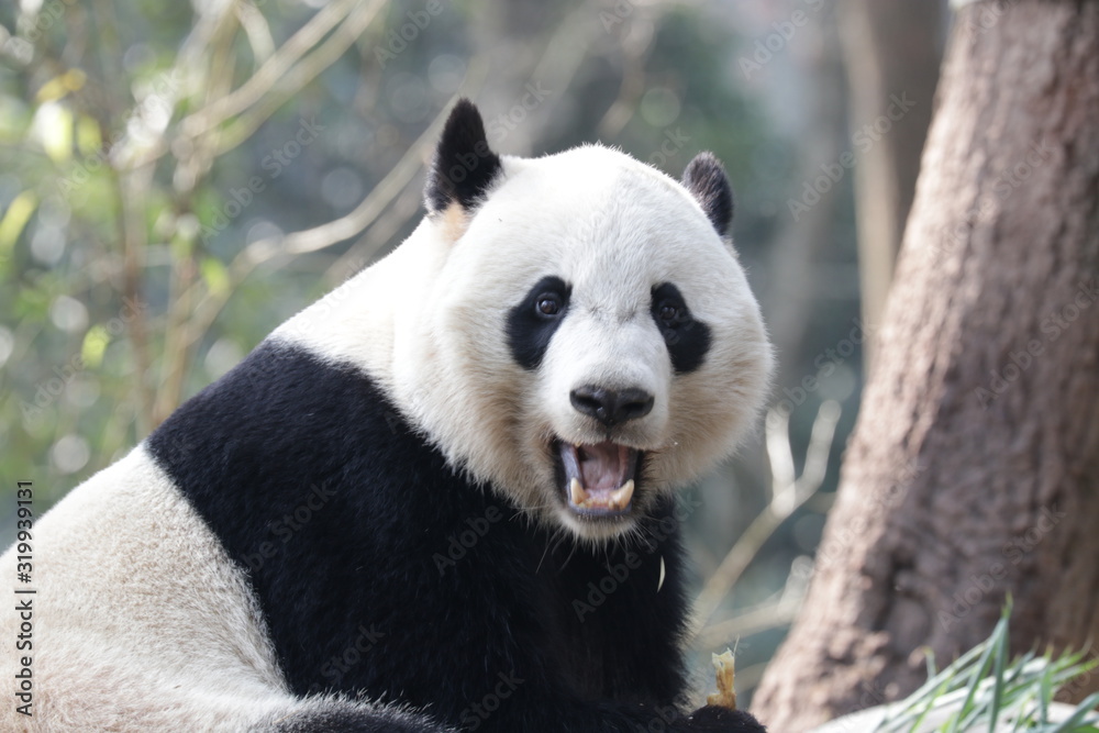 American Born Female Panda, Bei Bei, Bifengxia , China American Born Female Panda, Bei Bei, Bifengxia , China