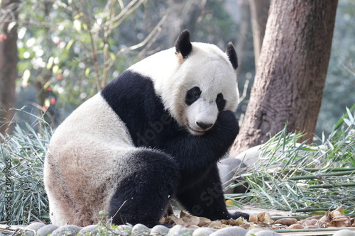 American Born Female Panda, Bei Bei, Bifengxia , China © foreverhappy