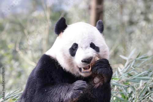 American Born Panda  Bei Bei  Eating Bamboo Biscuit  Bifengxia  China