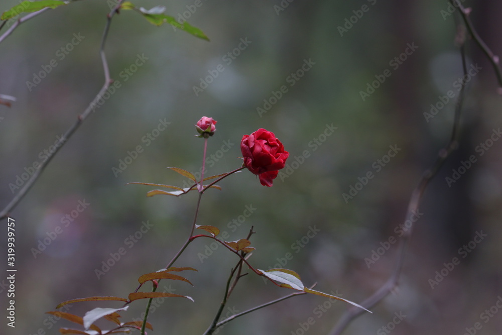 Close up red Wild Rose Flower in the Valley Close up red Wild Rose Flower in the Valley