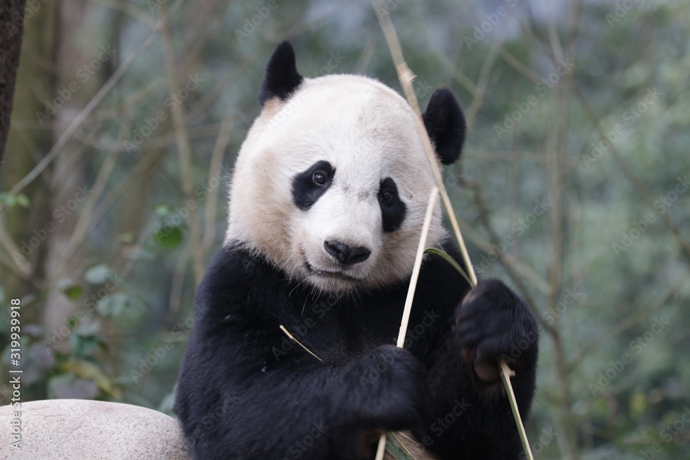 American Born Panda, Bei Bei, is Enjoying eating bamboo, China American Born Panda, Bei Bei, is Enjoying eating bamboo, China