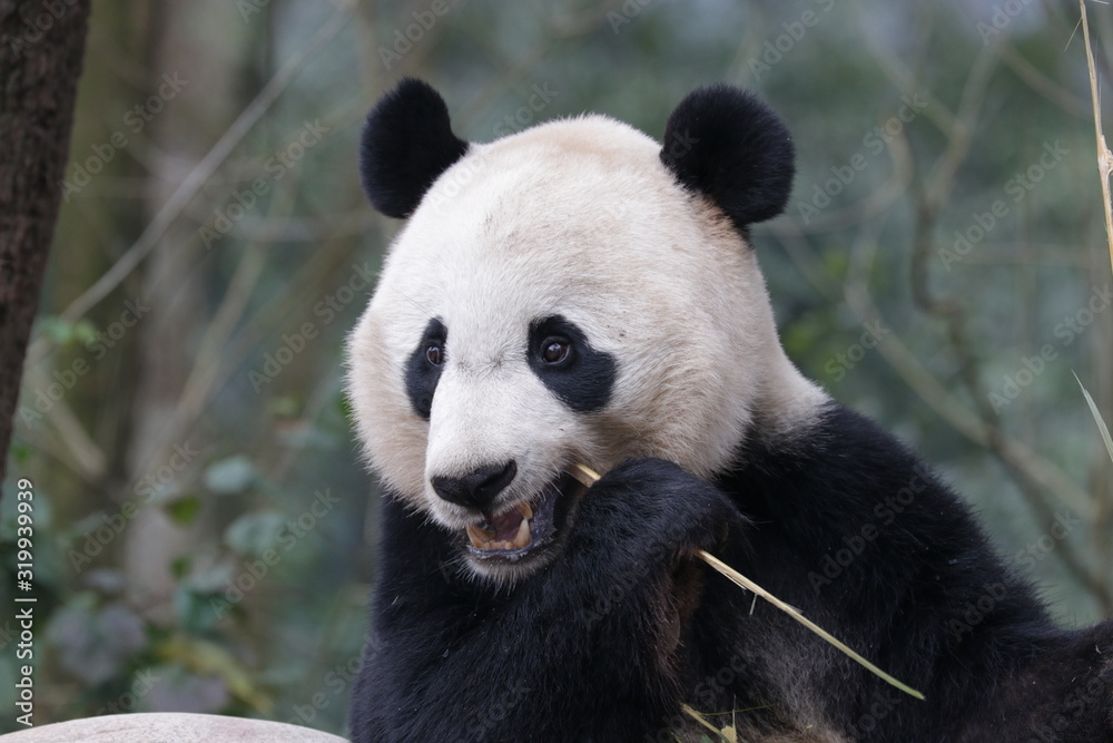 American Born Panda, Bei Bei, is Enjoying eating bamboo, China American Born Panda, Bei Bei, is Enjoying eating bamboo, China