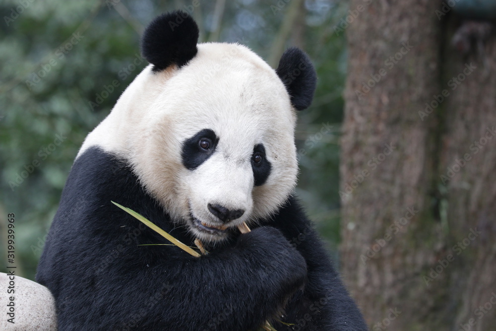 American Born Panda, Bei Bei, is Enjoying eating bamboo, China