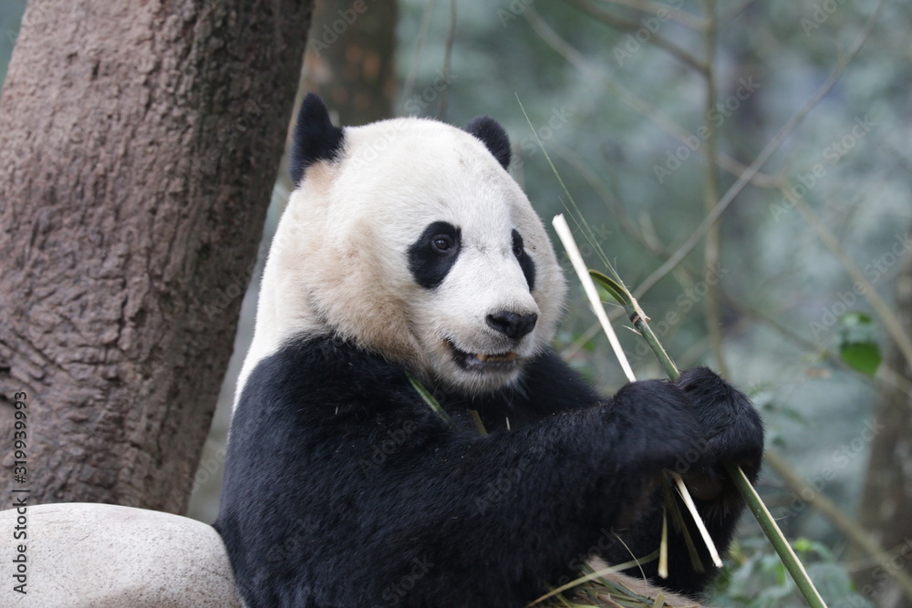 Obraz premium Close up American Born Female Panda, Bei bei, Bifengxia, China