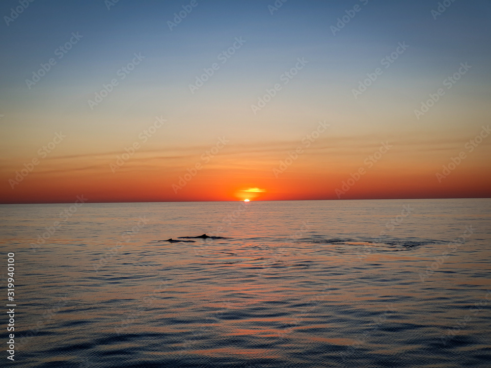 Obraz premium Sunset Whales