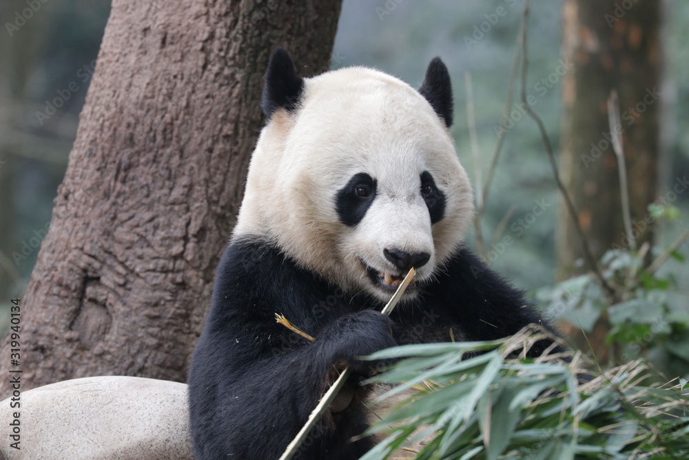 American Born Male Panda, Tai Shan, Panda Paradise, china