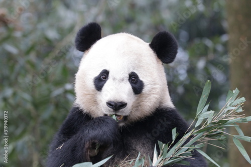 Fototapeta Naklejka Na Ścianę i Meble -  American Born Panda, Bei Bei, Bifengxia, China