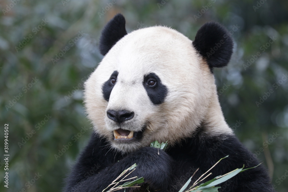 American Born Panda, Bei Bei, Bifengxia, China American Born Panda, Bei Bei, Bifengxia, China