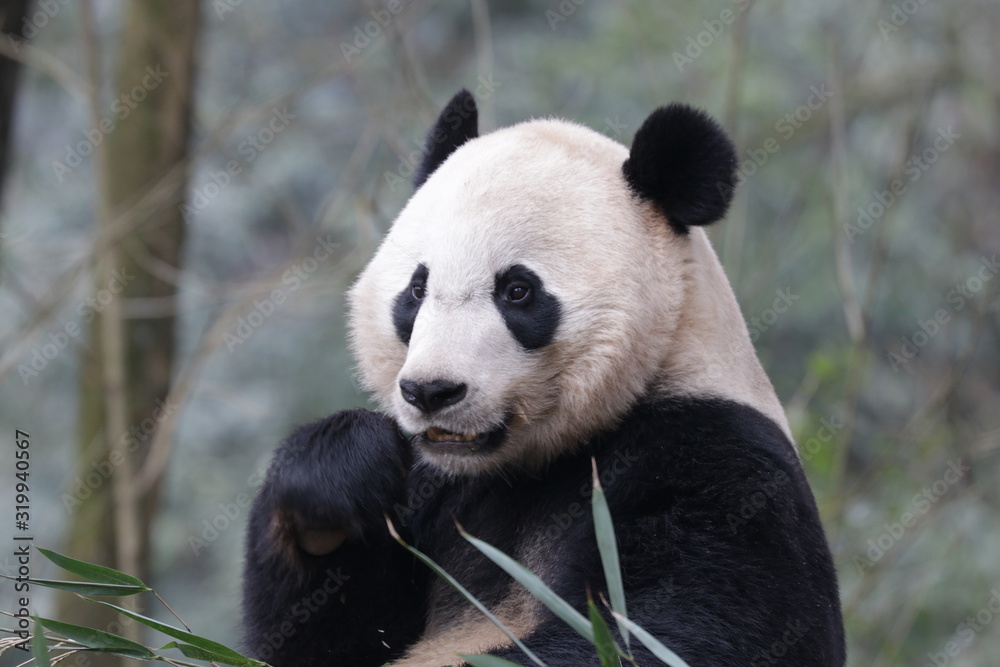 Obraz premium American Born Panda, Bei Bei, Bifengxia, China