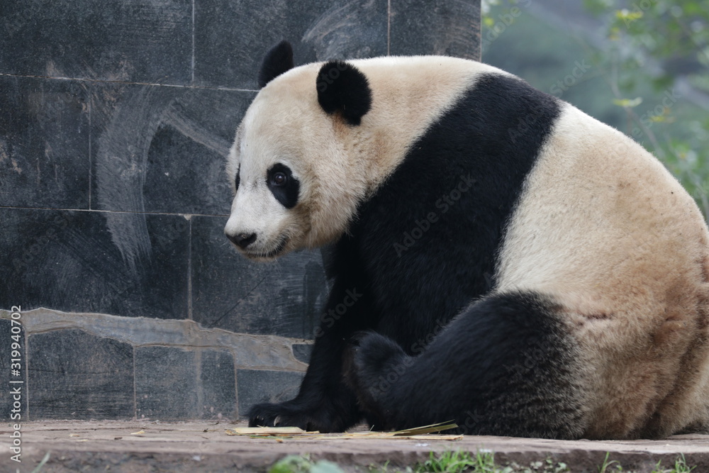 Fototapeta premium American Born Male Panda, Tai Shan, Panda Paradise, China