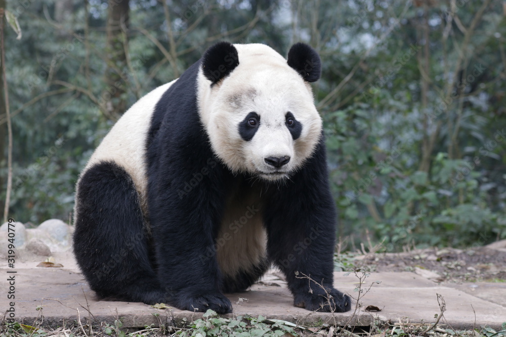 Fototapeta premium American Born Female Panda, Bei Bei, Bifengxia, China