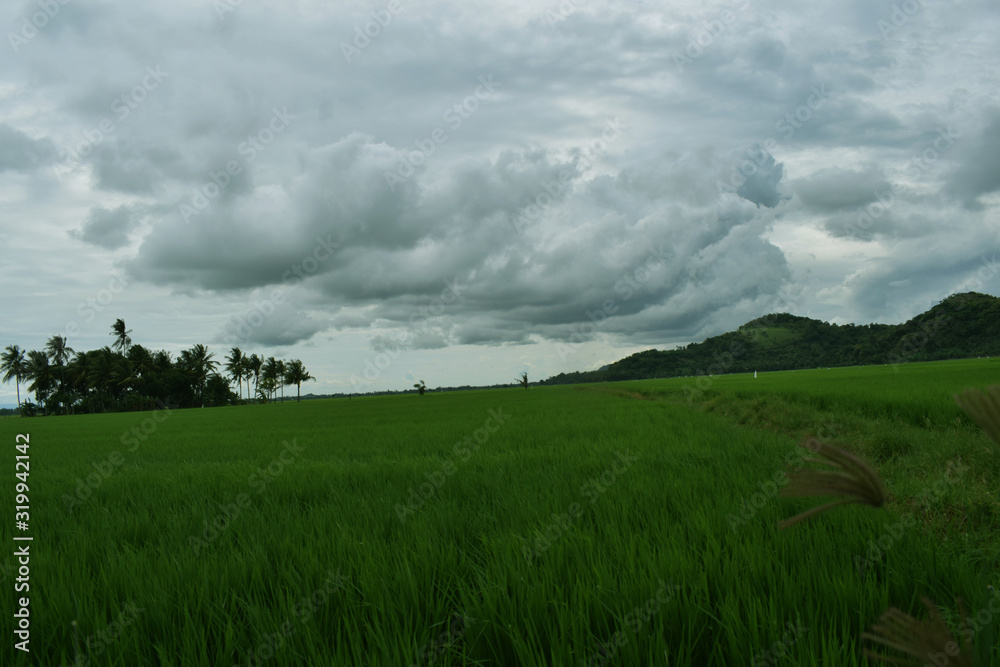 rice fields near the green mountains rice fields near the green mountains