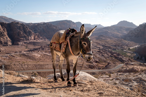 Fototapeta young donkey with a saddle on its back stands on a high rock against a cloudy blue sky