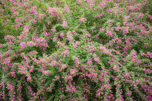 満開の宮城野萩