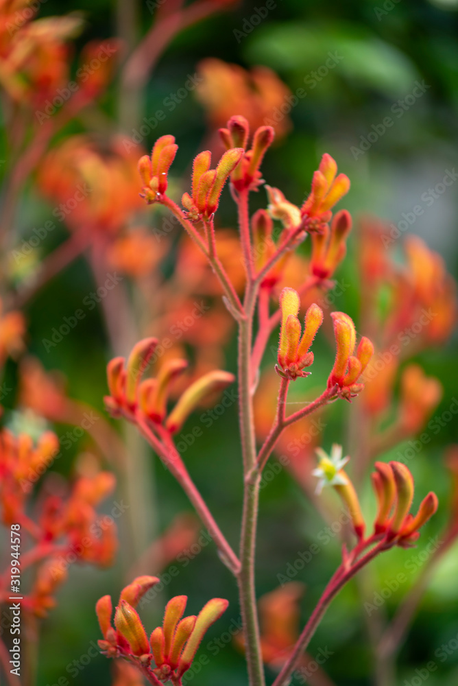 Kangaroo Paw - Anigozanthos