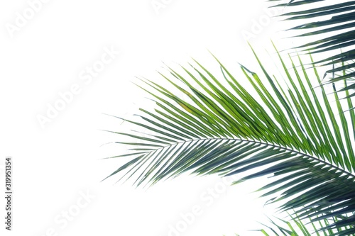 Coconut leaves on white isolated background for green foliage backdrop and copy space 