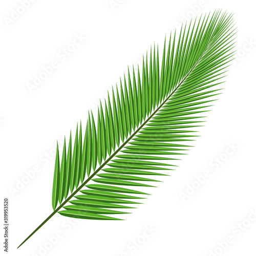 Coconut tree branch isolated on white background.Plant green leaf.Palm leaves flat icon.Vector.Illustration.
