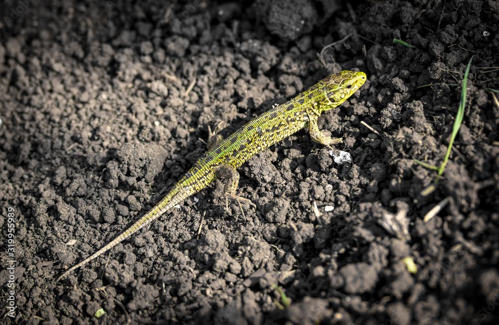 A green lizard crawls on the ground