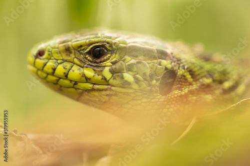 A green lizard is hiding in the grass in nature