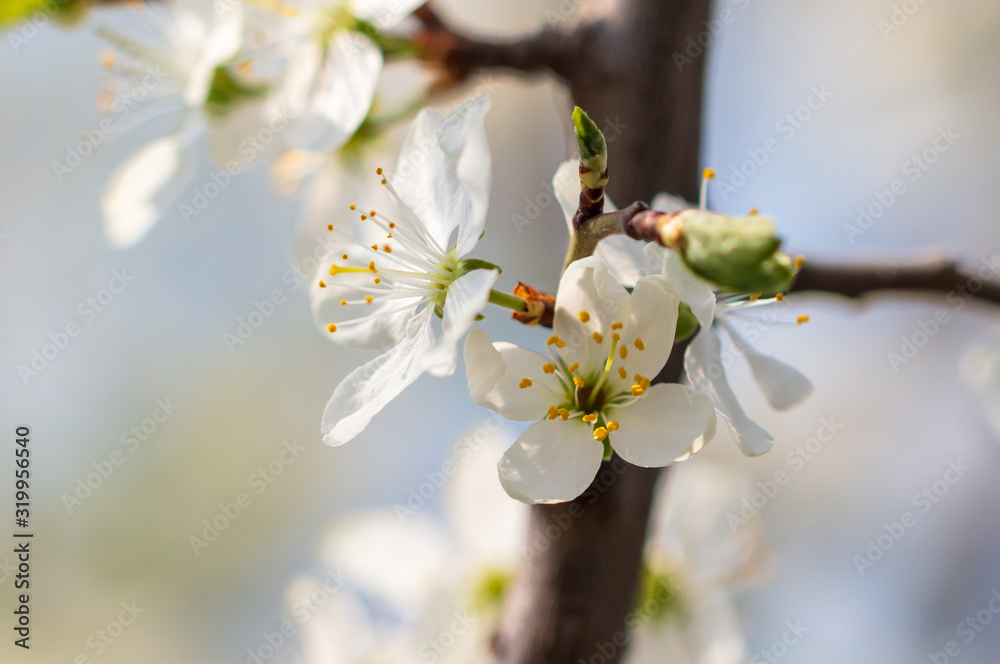 White flowers on a fruit tree on nature White flowers on a fruit tree on nature