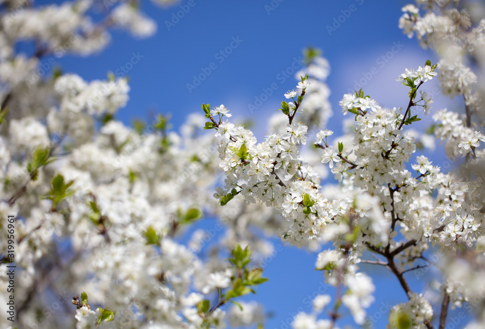 White flowers on a fruit tree on nature White flowers on a fruit tree on nature