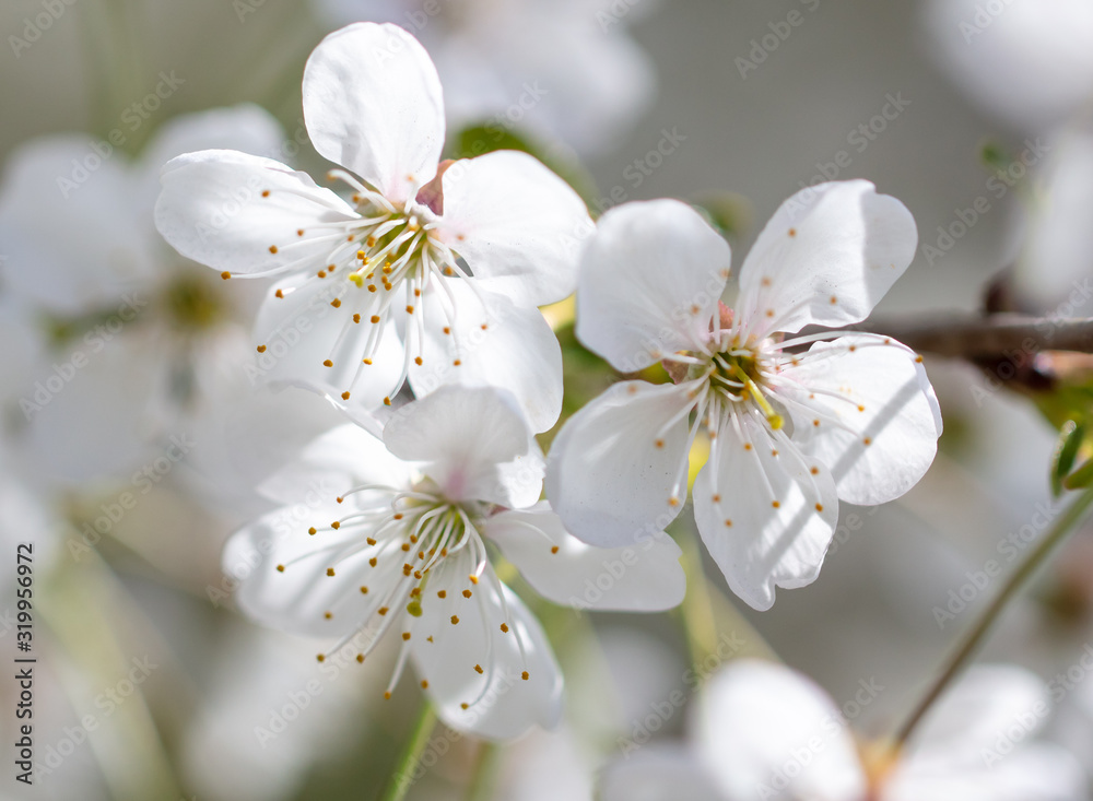 Fototapeta White flowers on a fruit tree on nature