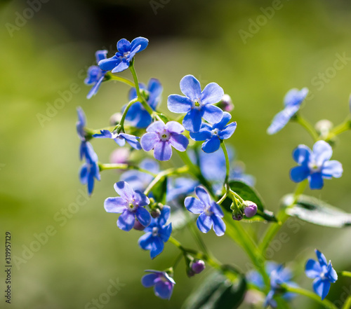 Blue flowers on the nature