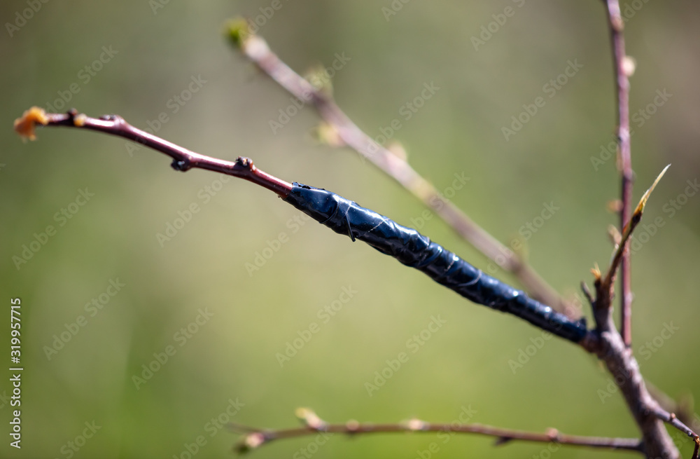 Vaccination on a tree branch on nature Vaccination on a tree branch on nature