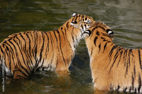 Tigers play in the water.Zoo in Kiev