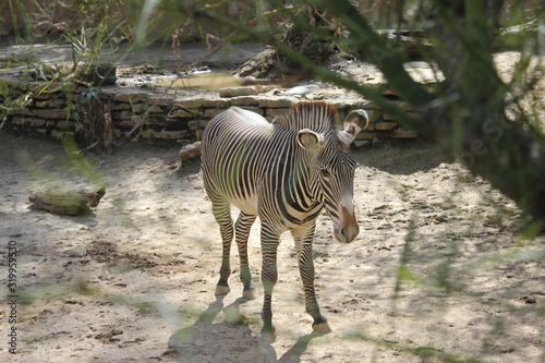 zebra in zoo