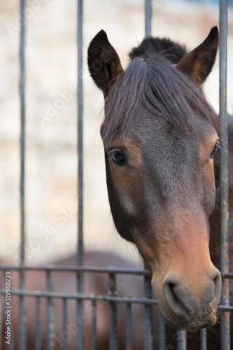 Fototapeta Naklejka Na Ścianę i Meble -  Portrait of a horse behind the fence.