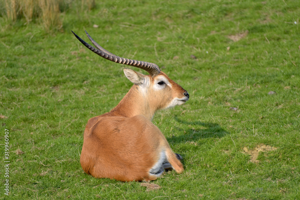 Fototapeta premium Red lechwe, Kobus leche, in grassland